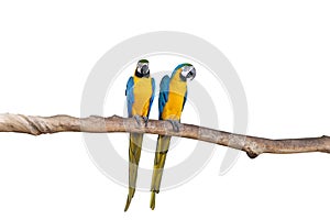 Macaw parrots stand on the branchesÃ¢â¬â¹ withÃ¢â¬â¹ whiteÃ¢â¬â¹ background.Ã¢â¬â¹ isolatedÃ¢â¬â¹ parrot.Ã¢â¬â¹ Brids.